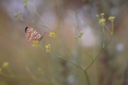 Glanville Fritillary (Melitaea cinxia) Leela Channer